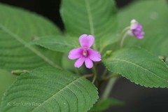 Impatiens dasysperma